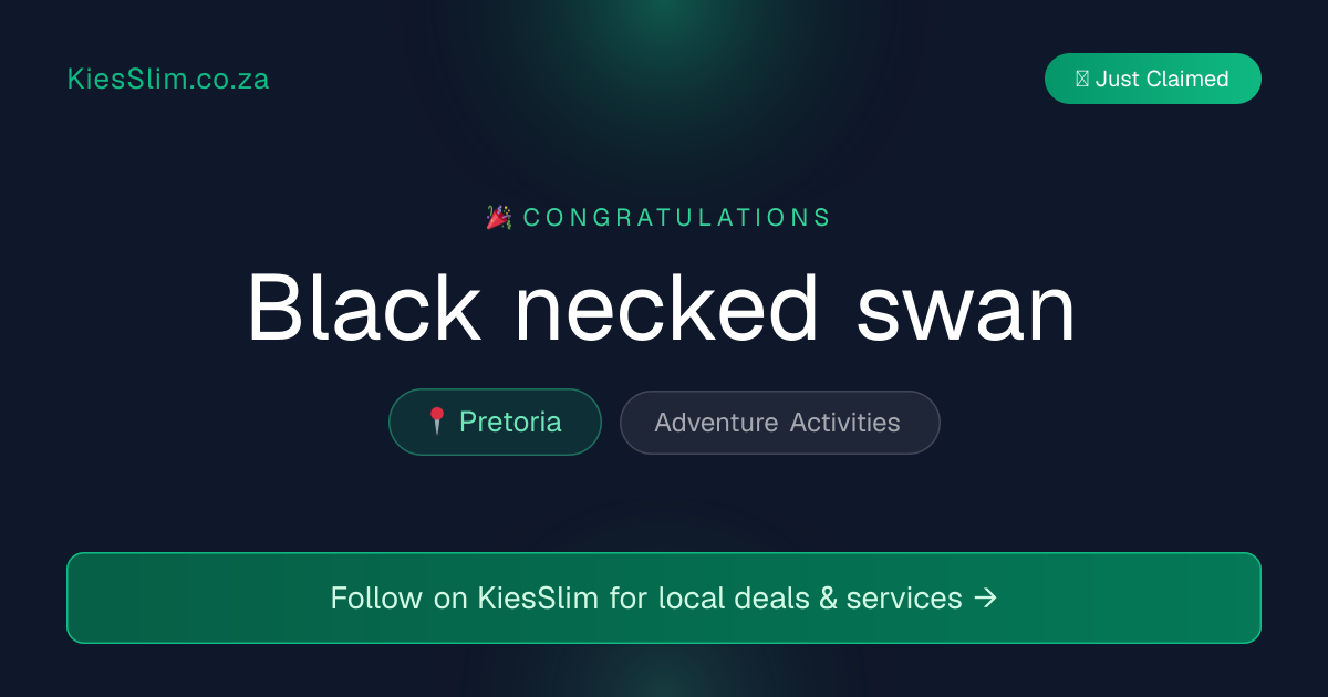 Black necked swan